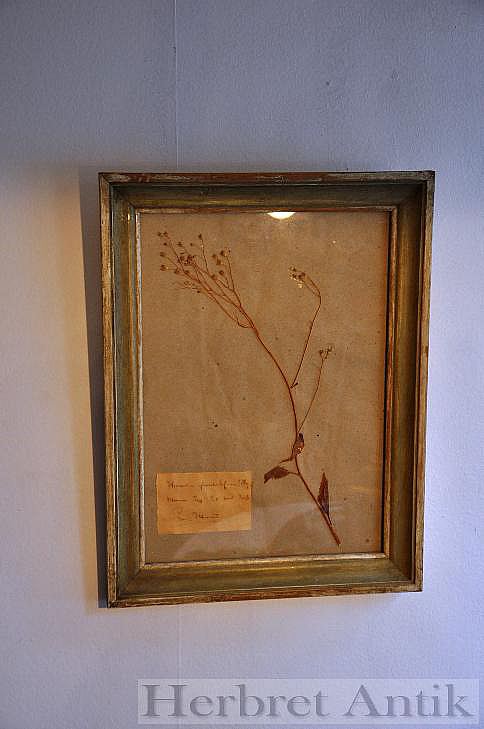 517 Inramad växt från herbarium