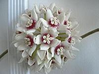 Hoya calycina Stargazer