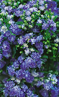 Lobelia bl