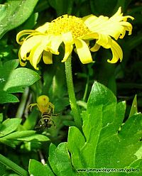 Spider feeding