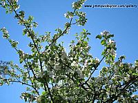 Apple blossom and blue sky