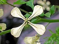 ruccola sallads blommor