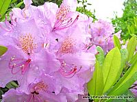 Rododendron