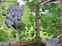 grapes