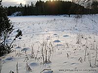 ant hills under snow