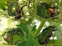 4 metallic bugs