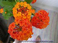 lantana camara