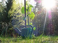 En nyplanterad och nyvattnatd planta