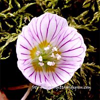 harsyra    oxalis acetosella L