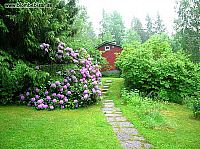 rododendron buske