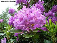 rododendron blomma med nya blad