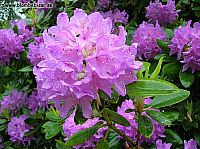 rododendron blomma med grna blad