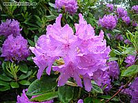 rododendron blomma