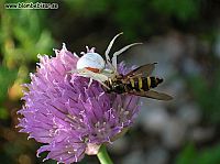 Vit blomspindel som har tagit en blomfluga