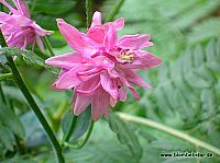 En ovanlig rosa Akleja