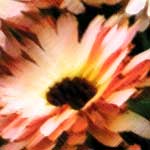 Blomster i väntan på våren