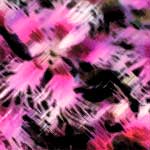 Blomster i väntan på våren