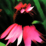 Blomster i väntan på våren
