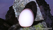 Rosa egg
